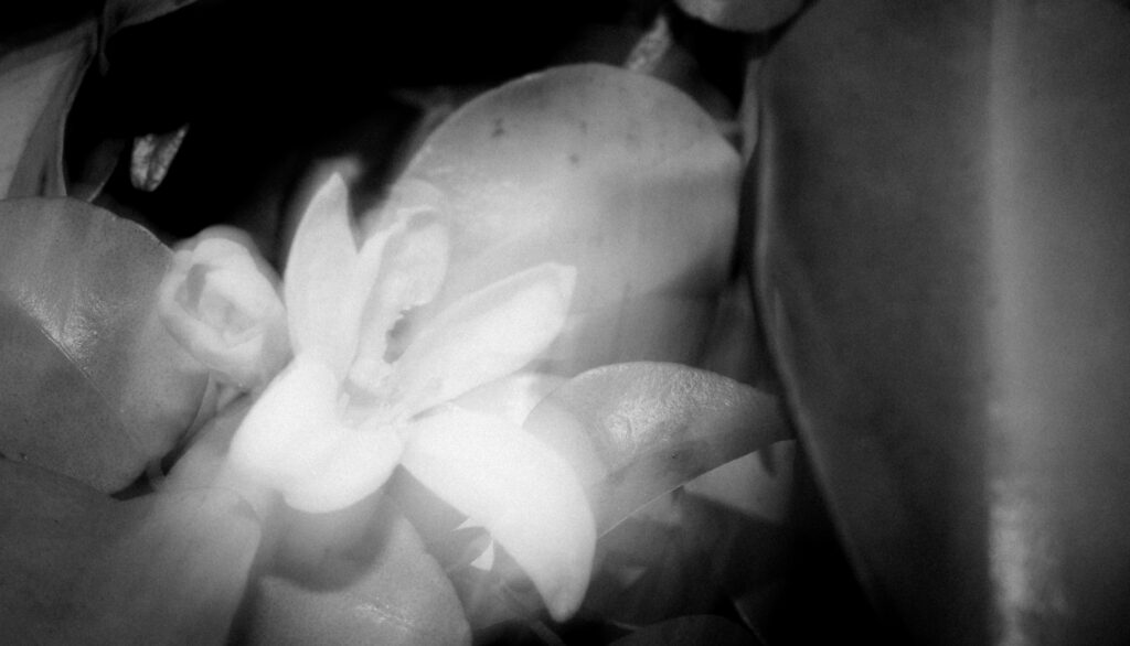 jasmin